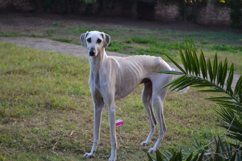 Publication : Siham Sahara Auteur : Mariana Raposo