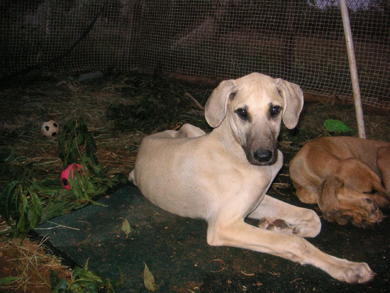 Publication : Siham Sahara Auteur : Mariana Raposo