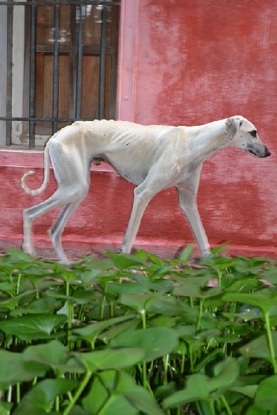 Publication : Siham Sahara Auteur : Mariana Raposo