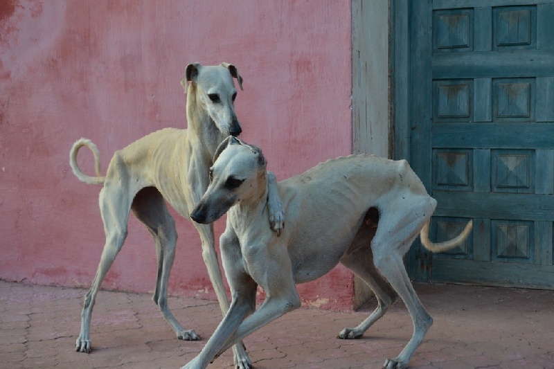 Publication : Siham Sahara Auteur : Mariana Raposo