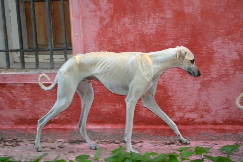 Publication : Siham Sahara Auteur : Mariana Raposo