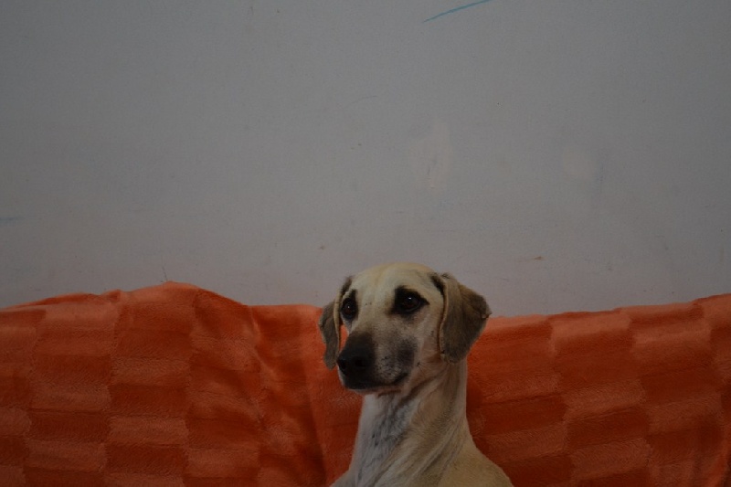 Publication : Siham Sahara Auteur : Mariana Raposo