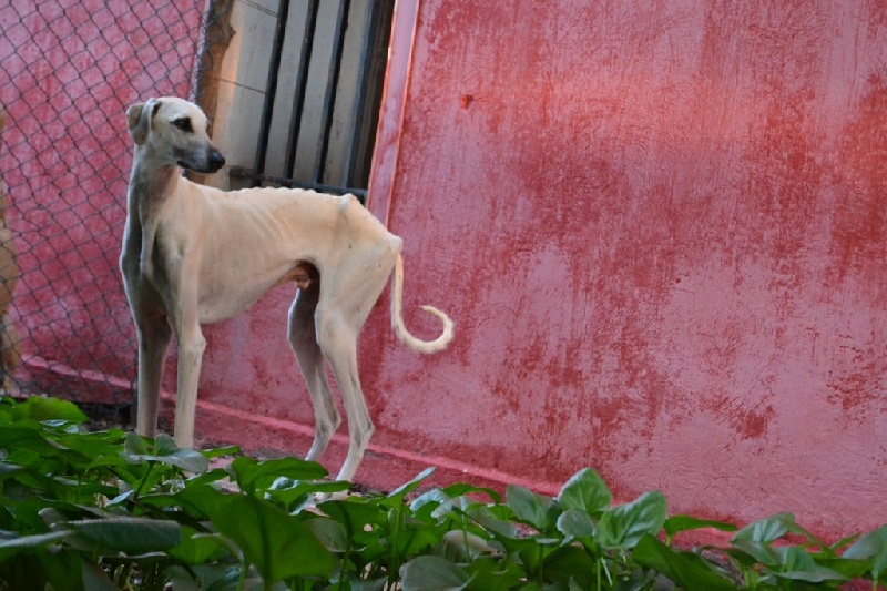 Publication : Siham Sahara Auteur : Mariana Raposo