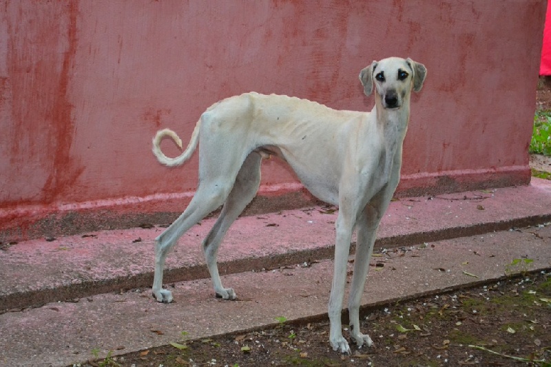 Publication : Siham Sahara Auteur : Mariana Raposo