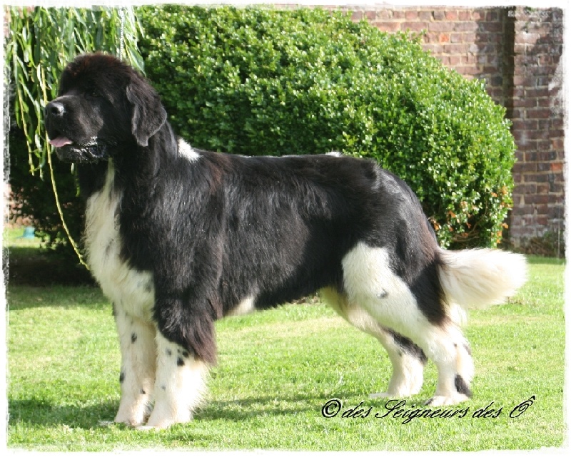 Publication : des Seigneurs des Ô Auteur : Mary