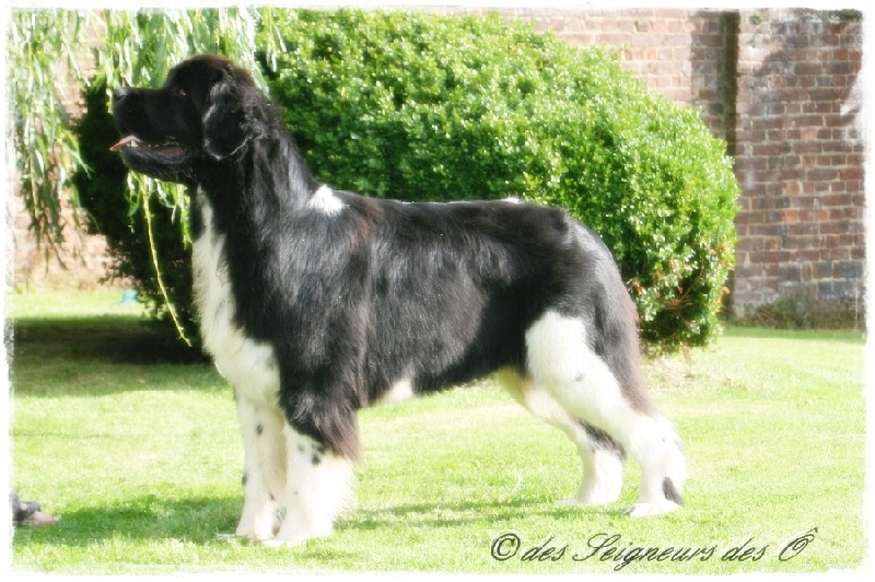 Publication : des Seigneurs des Ô Auteur : Mary