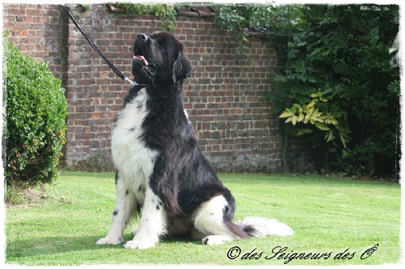 Publication : des Seigneurs des Ô Auteur : Mary