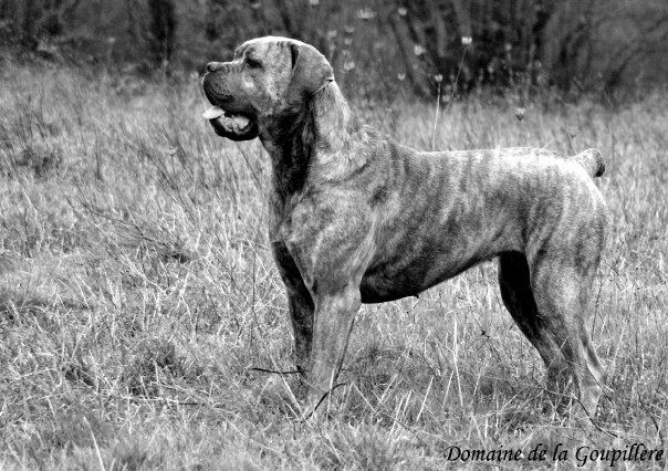 Publication : du domaine de la Goupillère