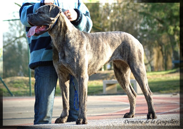 Publication : du domaine de la Goupillère