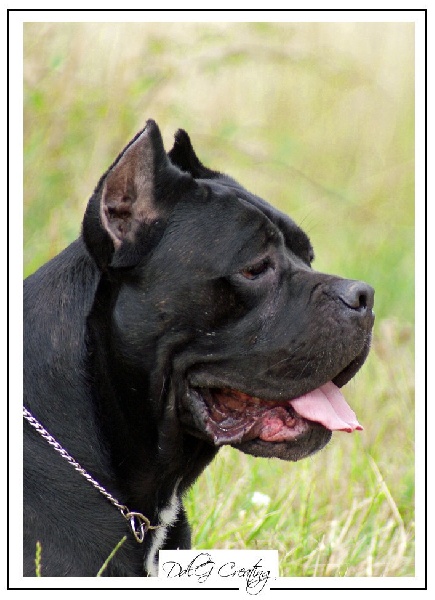 Publication : du domaine de la Goupillère