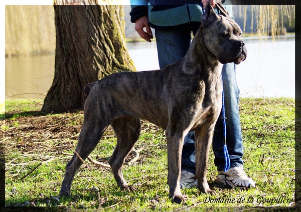 Publication : du domaine de la Goupillère