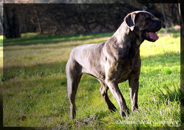 Publication : du domaine de la Goupillère