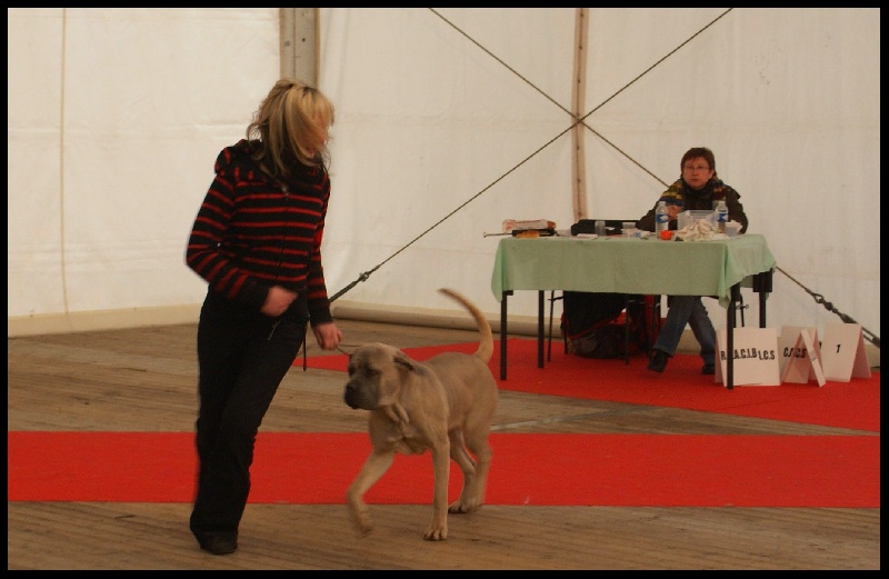 Cidji des Molosses de la Vallée Verte - 2e très bon