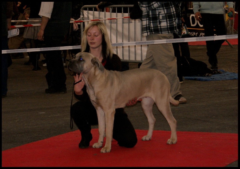 Cidji des Molosses de la Vallée Verte - 2e très bon