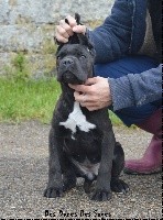 des Dunes Des Sages - Cane Corso - Portée née le 03/02/2018