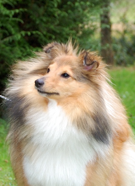 Baby love Du Grand Champ D' Aubertans - 2eme EX classe INTERMEDIAIRE