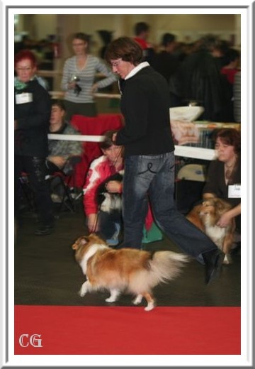 Baby love Du Grand Champ D' Aubertans - EX