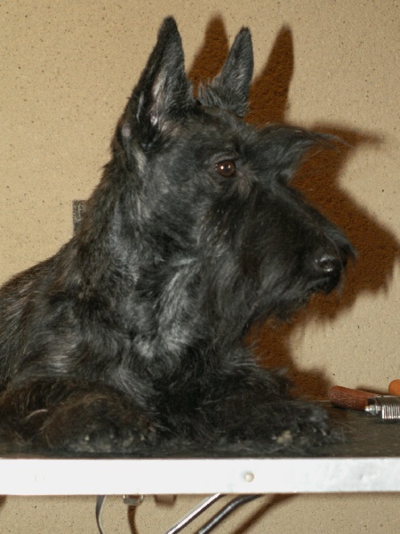 Publication : du domaine du Bois Colin Auteur : emilie