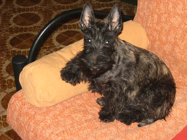 Publication : du domaine du Bois Colin Auteur : emilie