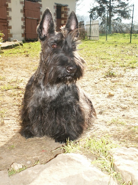 Publication : du domaine du Bois Colin Auteur : emilie