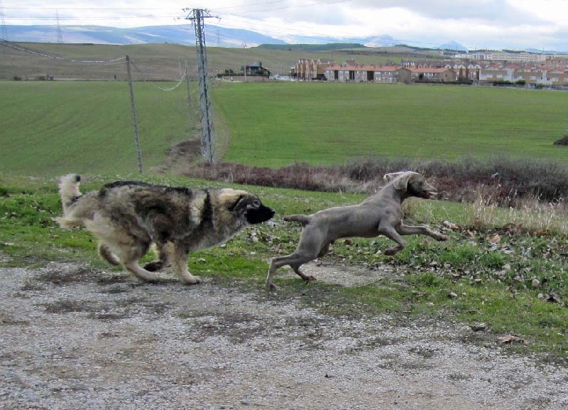 Publication : de Memorias de África Auteur : África de la Fuente
