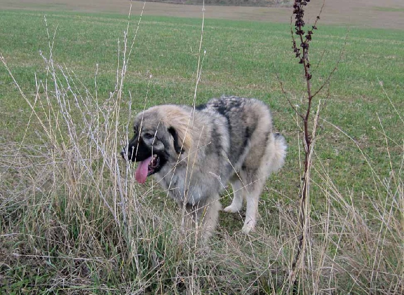 Publication : de Memorias de África Auteur : África de la Fuente