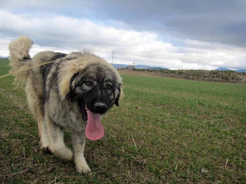 Publication : de Memorias de África Auteur : África de la Fuente