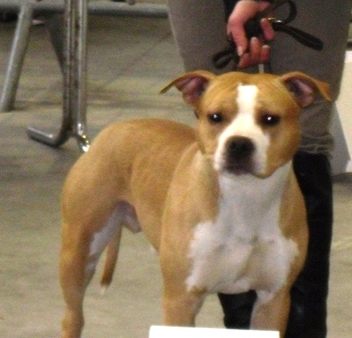 CH. Sierra's Perfect diamond pure ambition - 1er exellent, classe jeune males