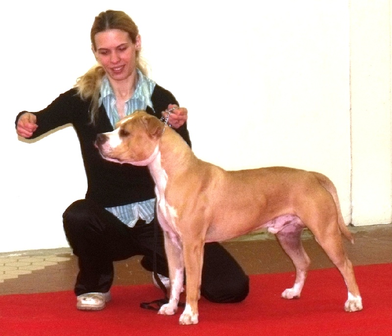 CH. Sierra's Perfect diamond pure ambition - 1er excellent, Meilleur Jeune