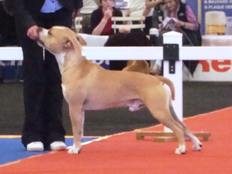 CH. Sierra's Perfect diamond pure ambition - 2 eme exc