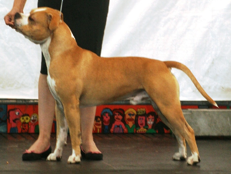 CH. Sierra's Perfect diamond pure ambition - RCAC RVDH RCACIB