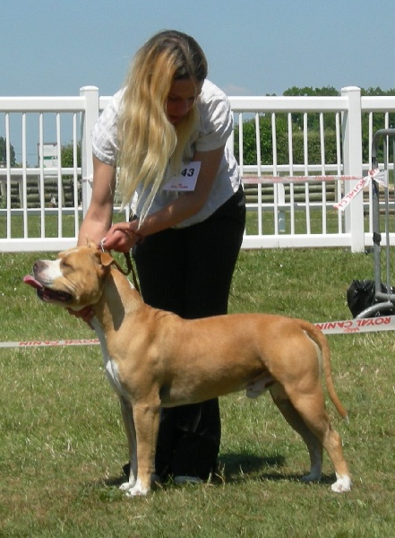 CH. Sierra's Perfect diamond pure ambition - 1 er Excellent classe jeune