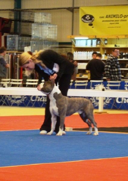 five'o 's Big kahuna - CACS CACIB 1er Excellent classe intermediaire
