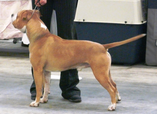 CH. Sierra's Perfect diamond pure ambition - 1 er Excellent CAC & RCACIB