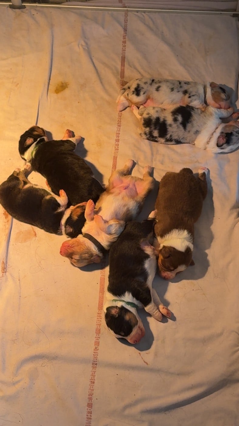 Berger Australien - du domaine de country