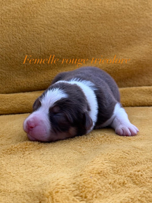 Les chiots de Berger Australien