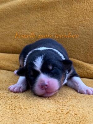 Les chiots de Berger Australien