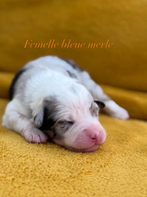 Les chiots de Berger Australien
