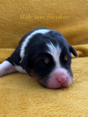 Les chiots de Berger Australien