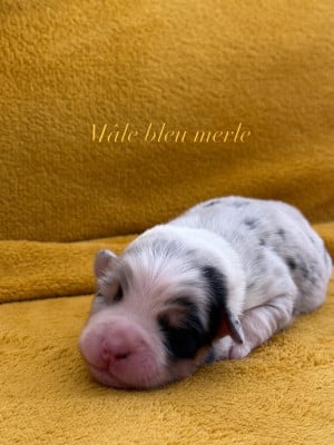 Les chiots de Berger Australien