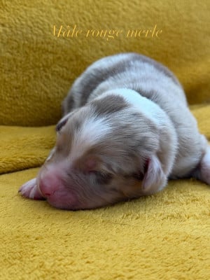Les chiots de Berger Australien