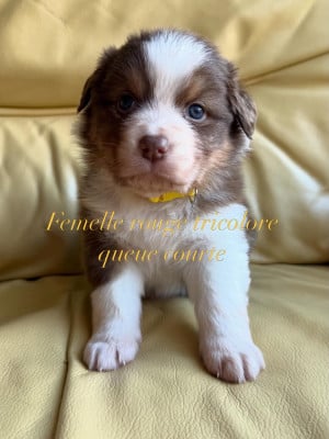 Les chiots de Berger Australien