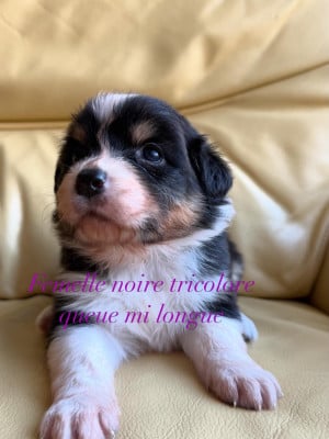 Les chiots de Berger Australien