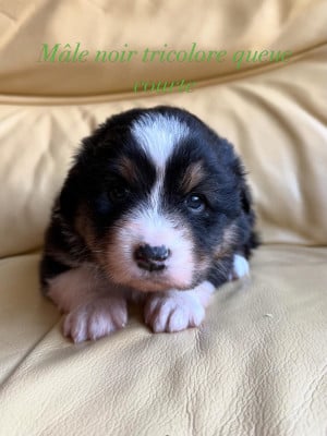 Les chiots de Berger Australien