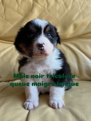 Les chiots de Berger Australien