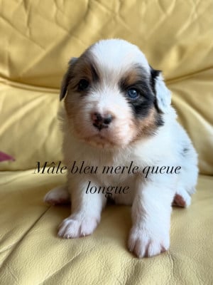Les chiots de Berger Australien