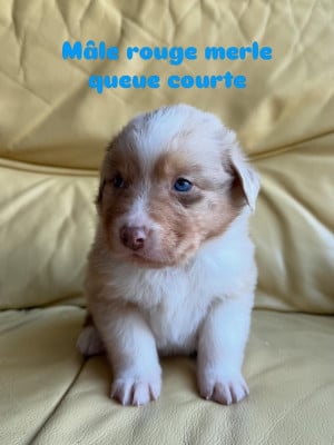 Les chiots de Berger Australien