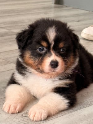 Les chiots de Berger Australien
