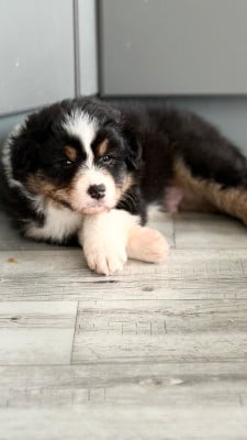 Les chiots de Berger Australien