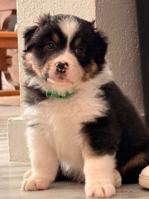 Les chiots de Berger Australien